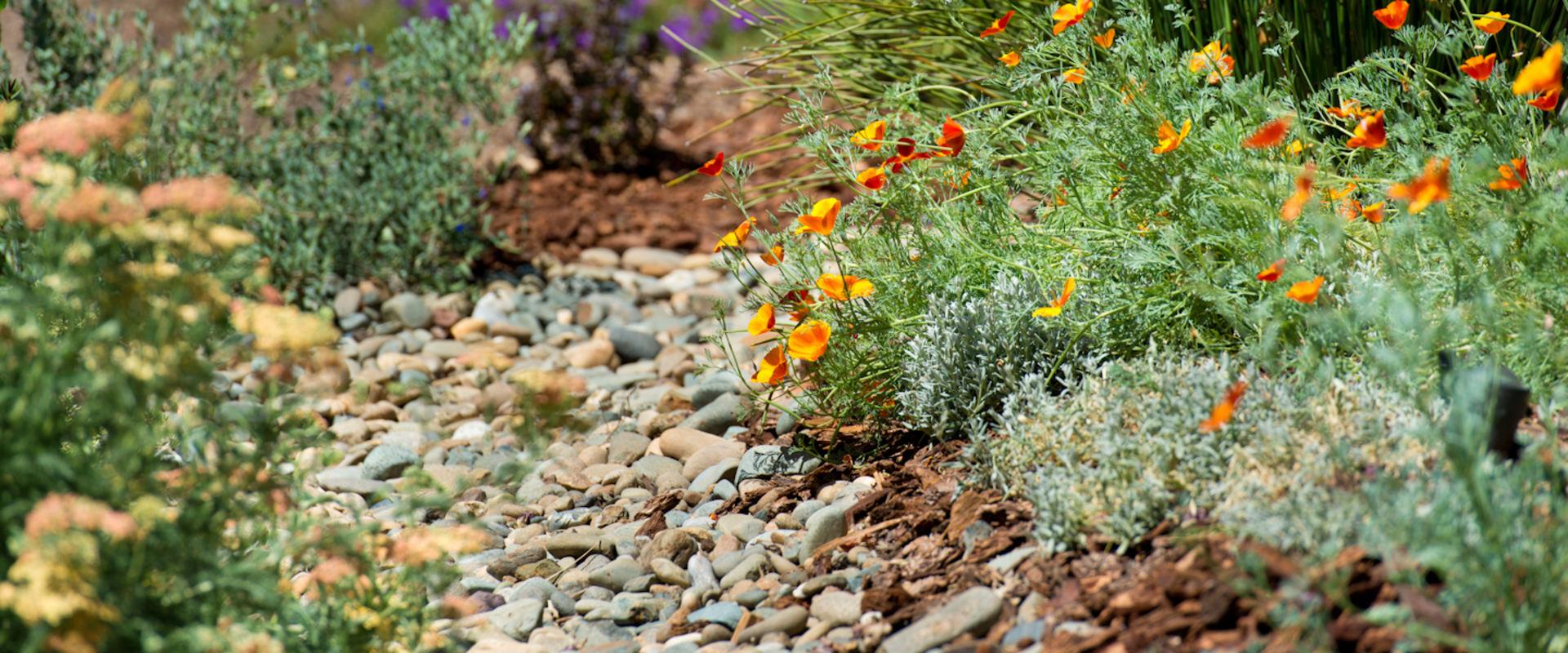 Transform Your Outdoor Space with Native Landscaping for Water Efficiency